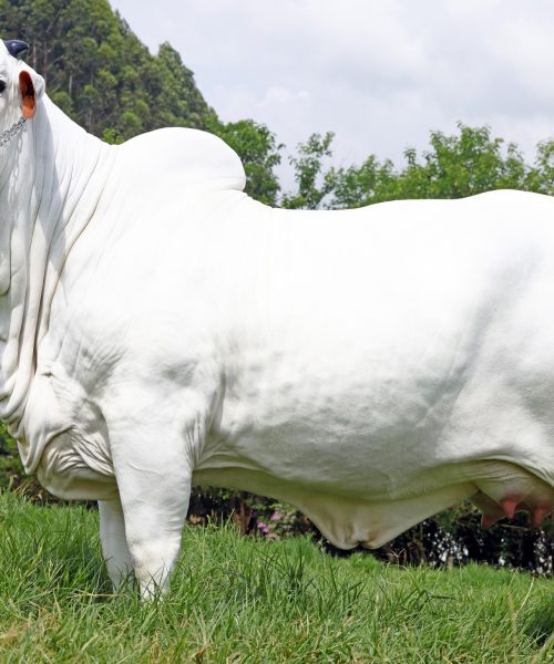 Casa Branca faz a Grande Campeã Nelore da Expozebu e sagra-se Tricampeã como Melhor Expositor