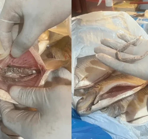 Dupla é presa com drogas escondidas em peixes no interior do Amazonas