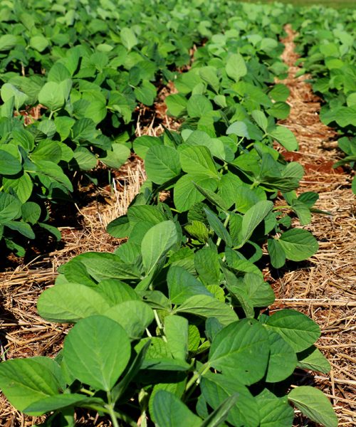 Semana de calor intenso: Saiba como biodefensivos unem sustentabilidade e produtividade para a soja mesmo em período de desafios climáticos