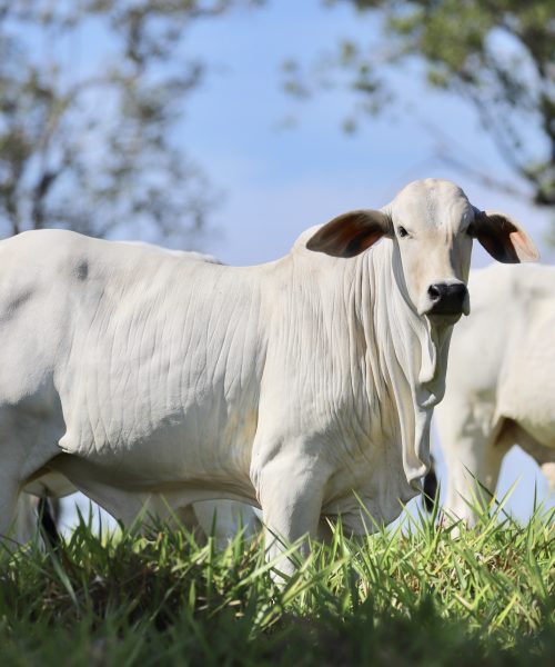Connan apresenta resultados de protocolos nutricionais exclusivos durante o Dia de Campo da Fazenda ELGE